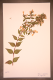 Abelia x grandiflora RCPGdnHerbarium (233).JPG